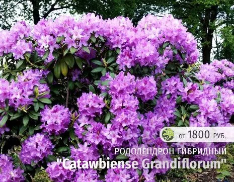 Катавбиенс