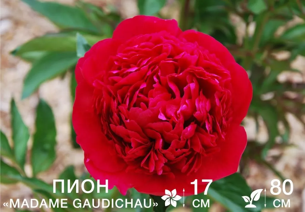 Madame Gaudichau