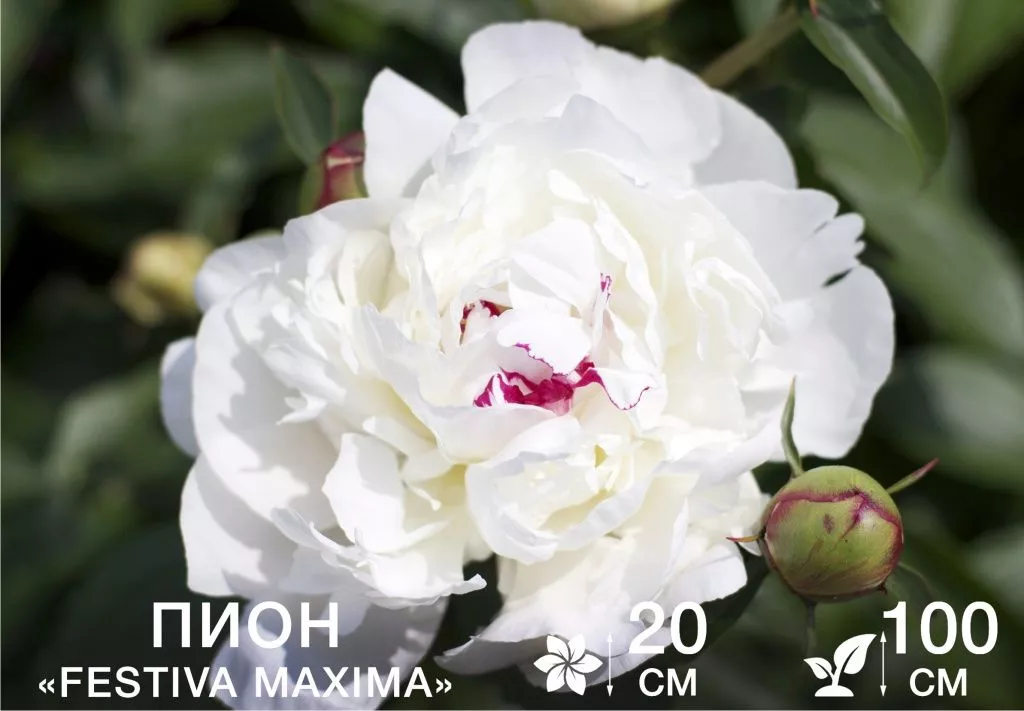 Festiva Maxima