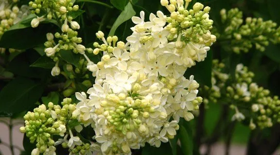 Сирень Primrose