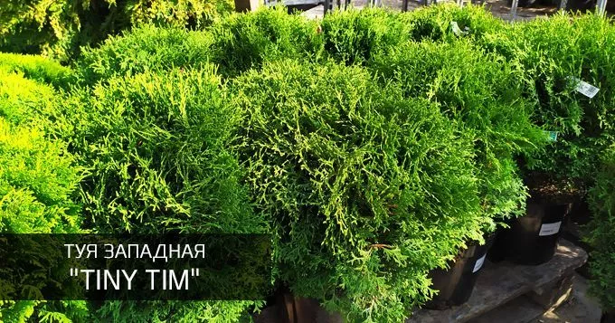 Тини Тим