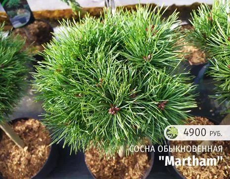 Мартам