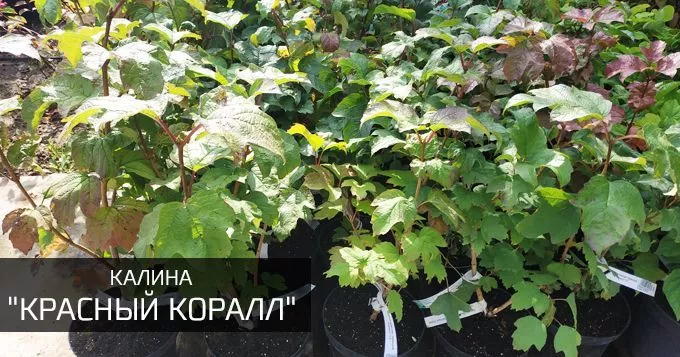 Красный коралл