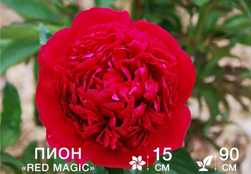 Red Magic