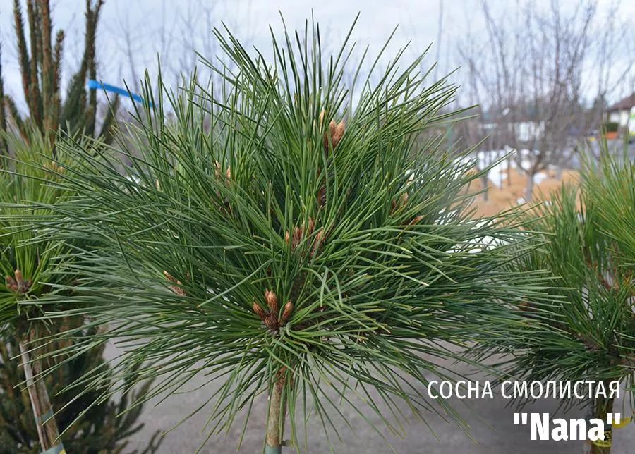 Сосна смолистая Nаnа (Нана) фото