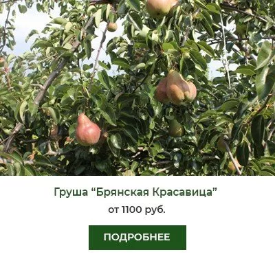 Брянская Красавица