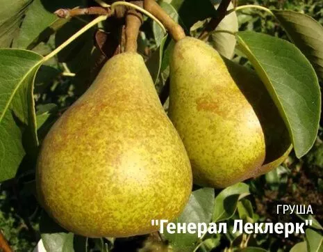 Генерал Леклерк.jpg