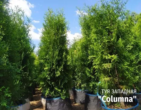 Columna