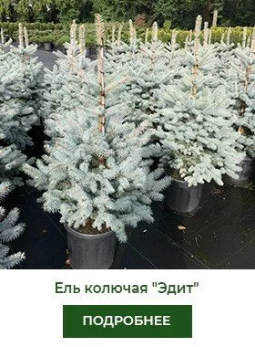 el-kolyuchaya-edith