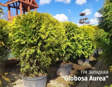 Глобоза Ауреа