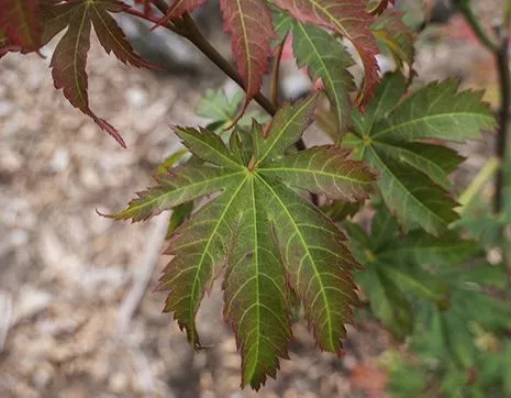 Acer x pseudosieboldianum North Wind фото