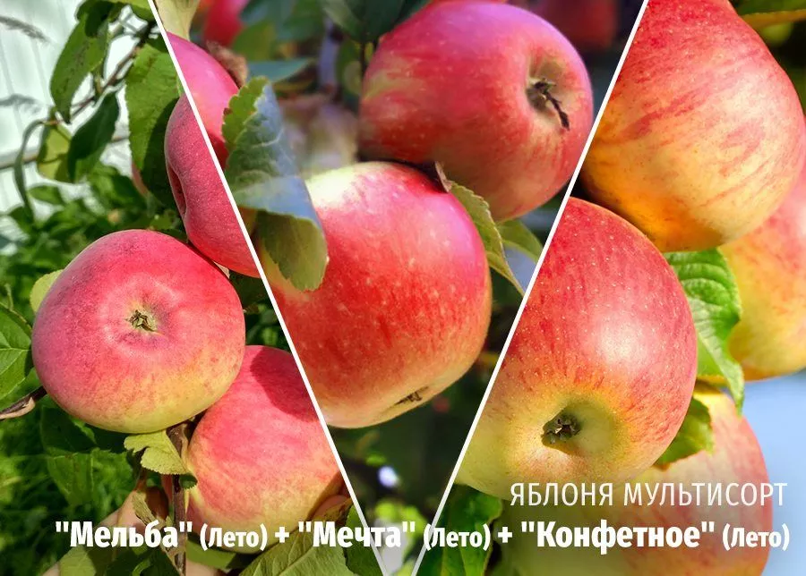 Яблоня Мельба (Лето) + Мечта (Лето) + Конфетное (Лето) фото