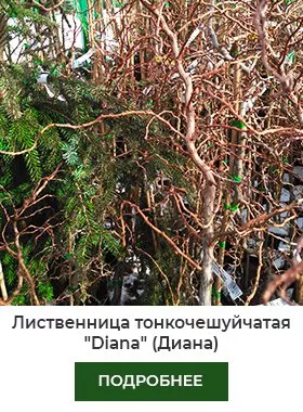 Лиственница Диана.jpg
