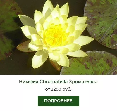 Нимфея (кувшинка) Chromatella Хромателла