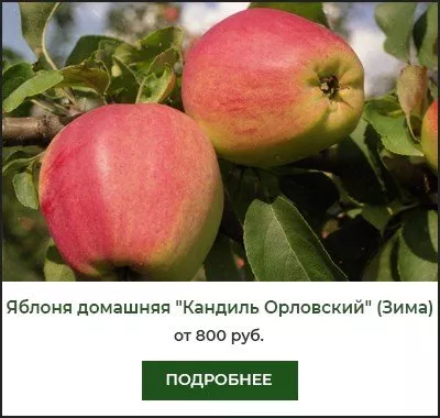Кандиль Орловский Кандиль Орловский