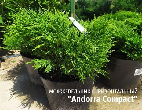 Андорра компакта