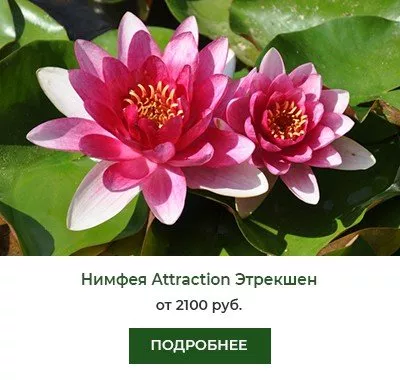 Нимфея (кувшинка) Attraction Этрекшен