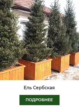 ель сербская.jpg