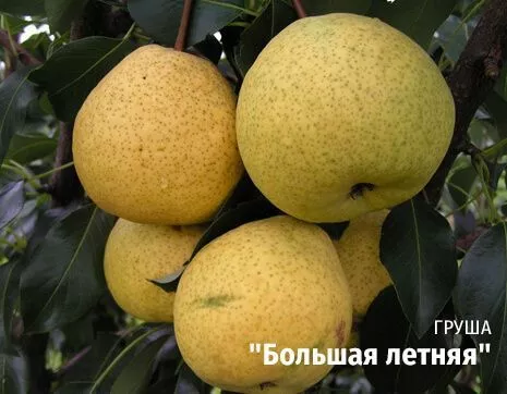 Большая летняя.jpg