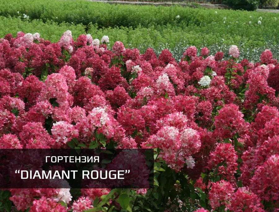 Диамант Руж