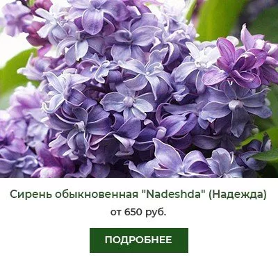 Сирень обыкновенная Nadeshda (Надежда)