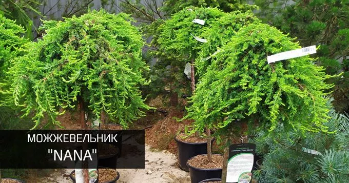 Можжевельник нана