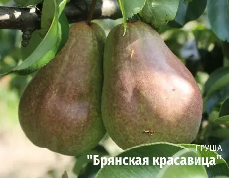 Брянская красавица.jpg