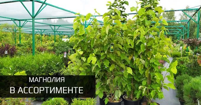 Магнолия в ассортименте