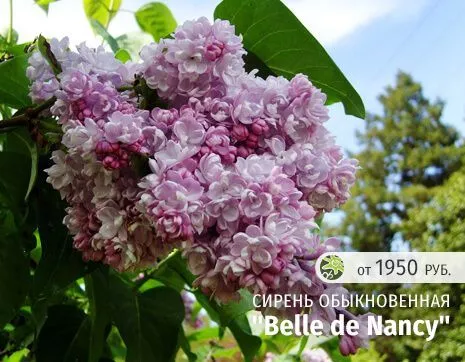 Бель де Нанси