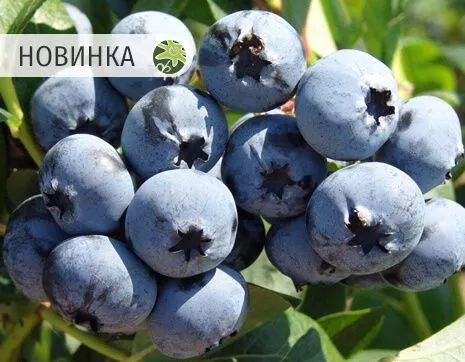 Сиерра