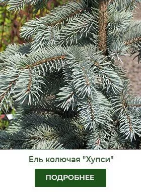 el-kolyuchaya-hoopsii