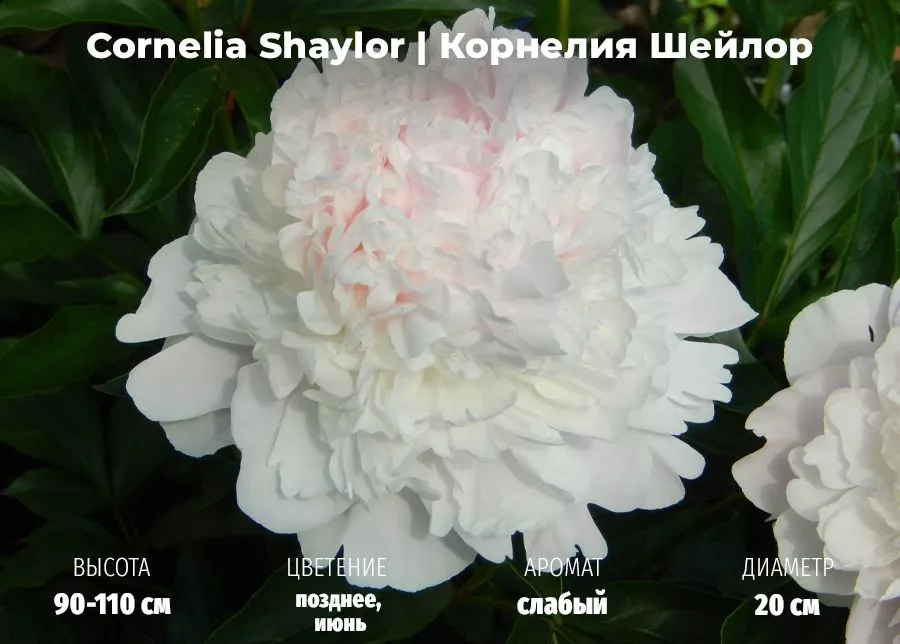 Cornelia Shaylor (Корнелия Шейлор)