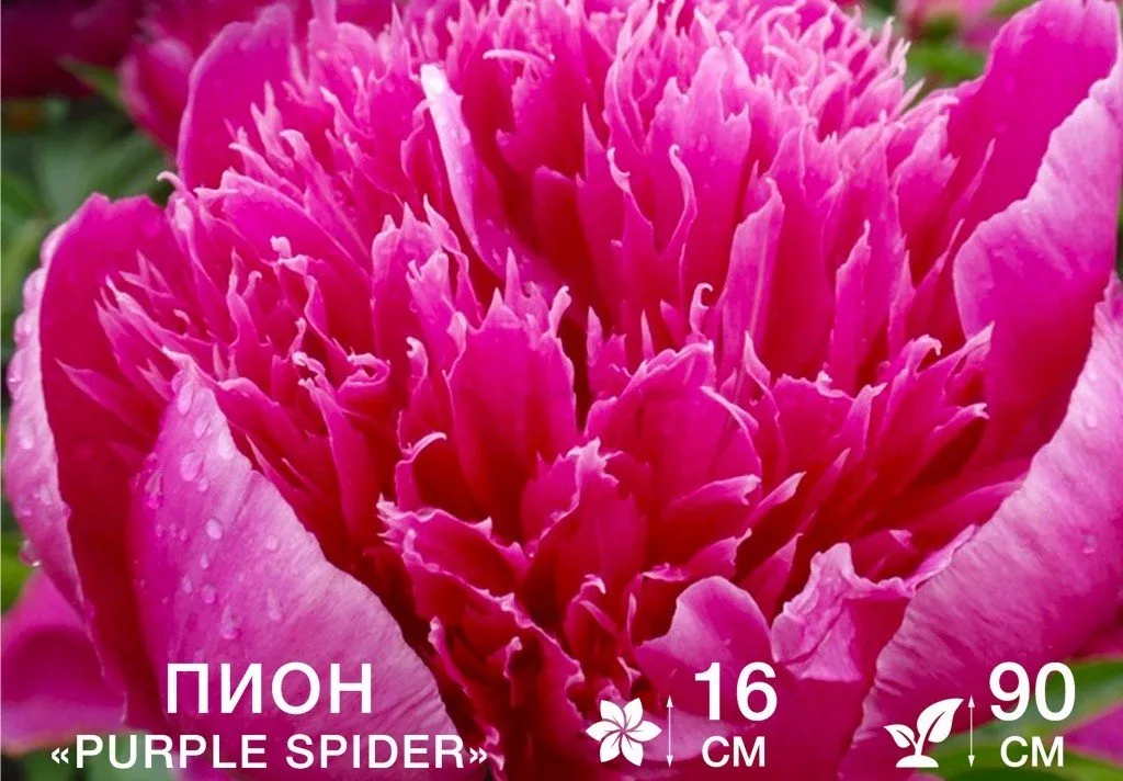 Purple Spider