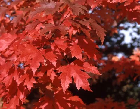 Клен фримана Autumn Blaze (Отом Блейз).jpg