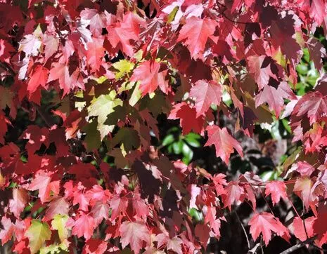 Клен красный Summer Red (Саммер Ред).jpg
