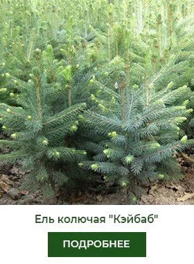 el-kolyuchaya-kaibab-kaybab