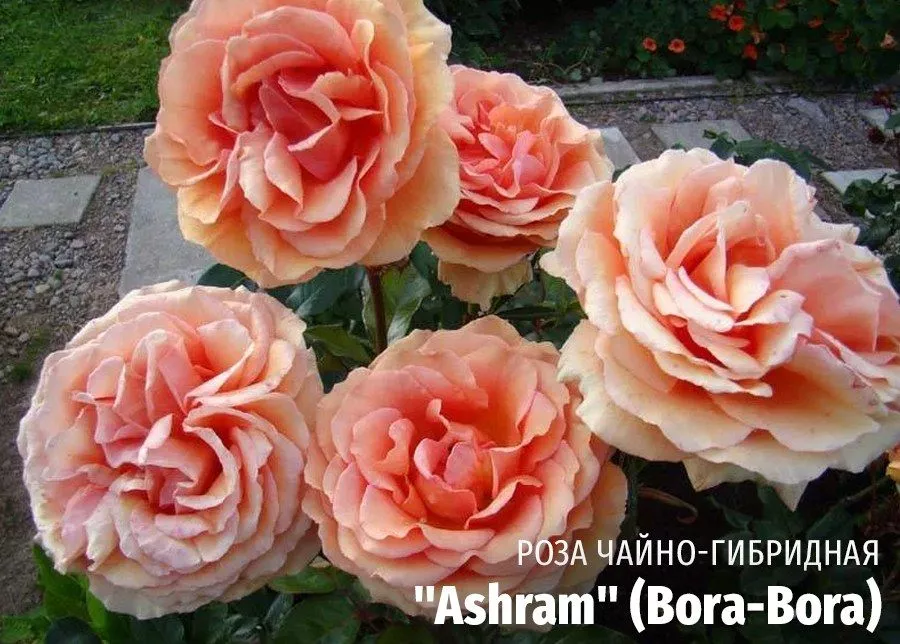 Роза Ashram (Bora-Bora) (Ашрам Бора-Бора) фото