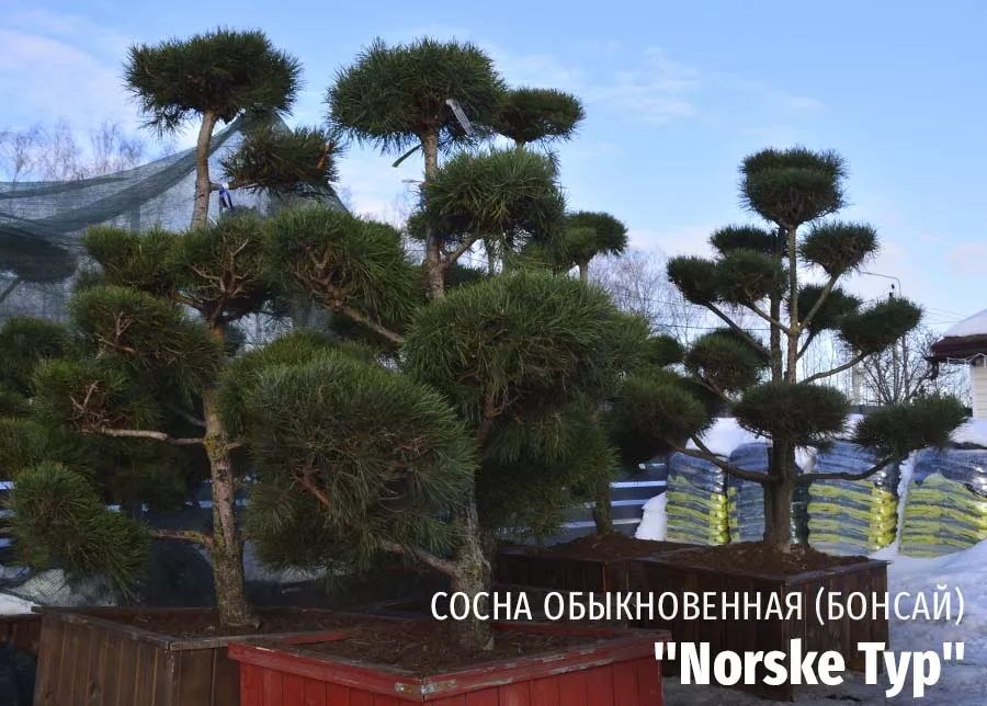Сосна обыкновенная Norske Typ (Норске Тип) бонсай 245к фото