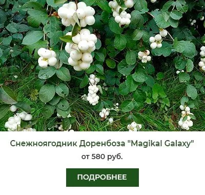 Снежноягодник Доренбоза Magikal Galaxy (Меджикал Гэлакси)