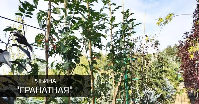 Гранатная
