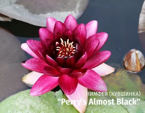 Perrys Almost Black