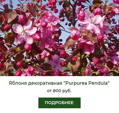 Яблоня декоративная Purpurea Pendula