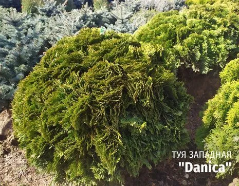 Даника