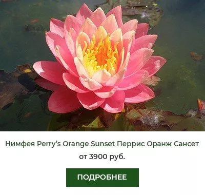 Нимфея (кувшинка) Perrys Orange Sunset Перрис Оранж Сансет