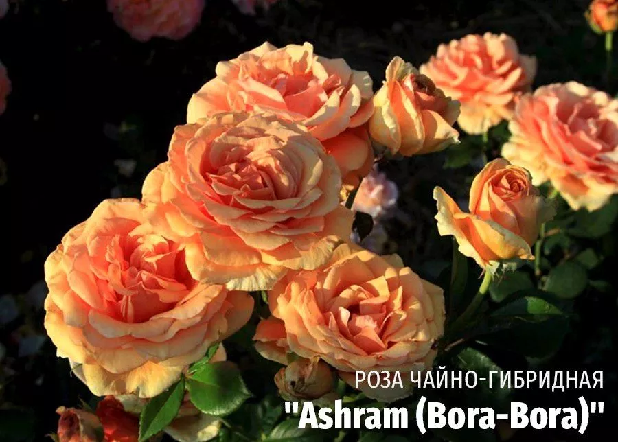 Роза чайно-гибридная Ashram (Bora-Bora) (Ашрам Бора Бора) цветение фото