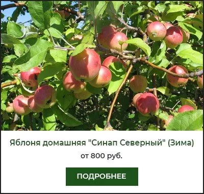 Синап Северный Синап Северный