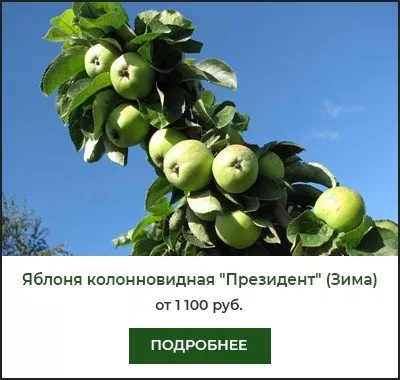Президент Президент