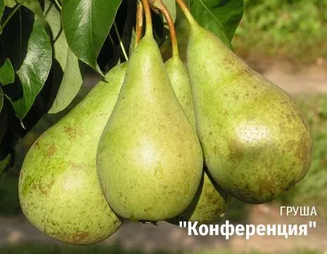 Конференция.jpg