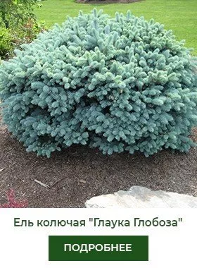 el-kolyuchaya-glauca-globosa