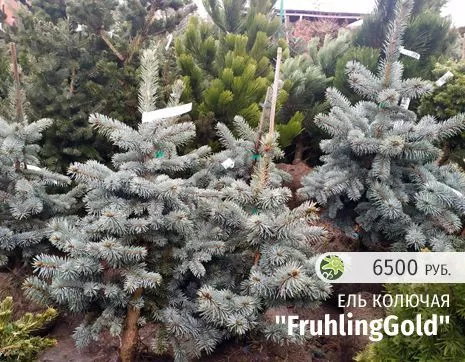 FruhlingGold